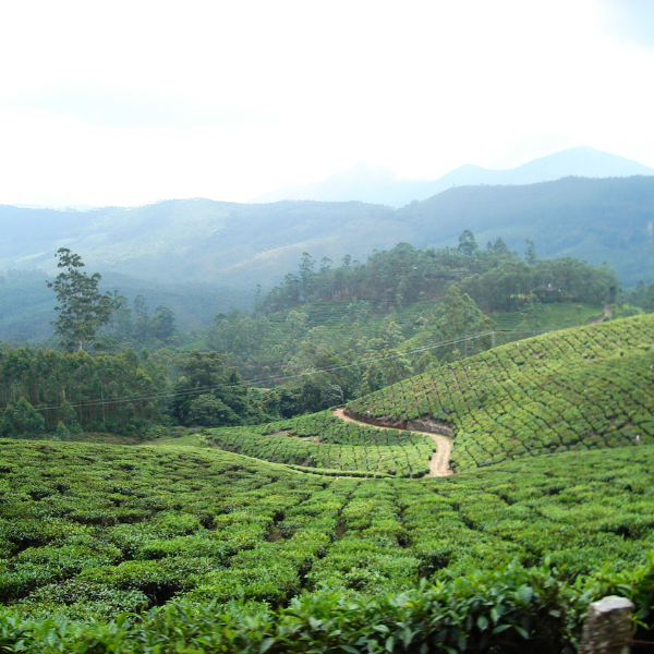 munnar tea estate